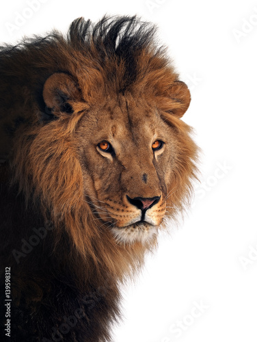 Lion great king of animals isolated at white
