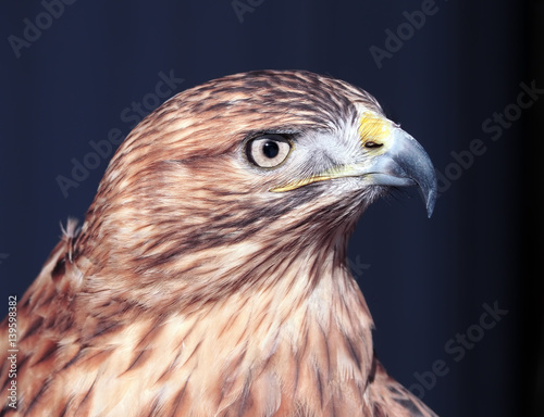 Hawk buteo close-up at red and blue tones looking right