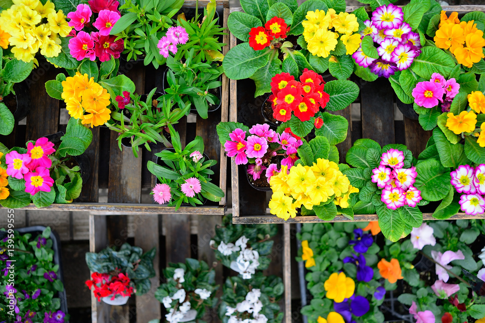 Flowers in pots plastic variety of beautiful floral colors placed in a crate.