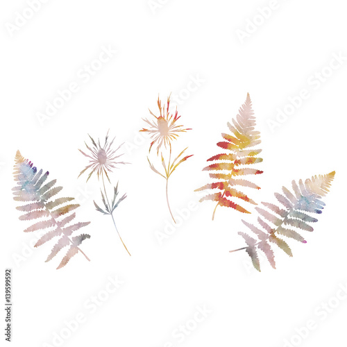 Botanical illustration with wild  thistles flowers and fern leaves in watercolor style