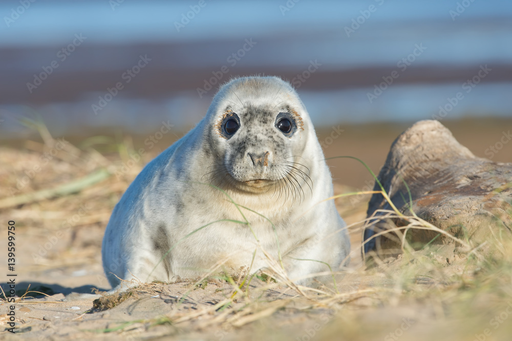 Fototapeta premium Atlantic Grey Seal Pup (Halichoerus grypus)/Atlantic Grey Seal Pup in sand dunes