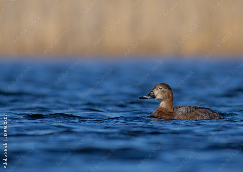 Common Pochard - Aythya ferina - at a small lake in spring Common Pochard - Aythya ferina - at a small lake in spring