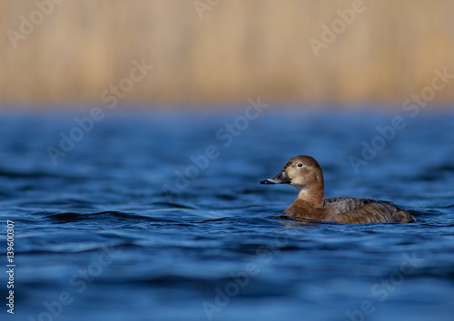 Common Pochard - Aythya ferina - at a small lake in spring