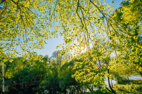 Spring Canopy Of Tree. Deciduous Forest, Summer Nature At Sunny Day