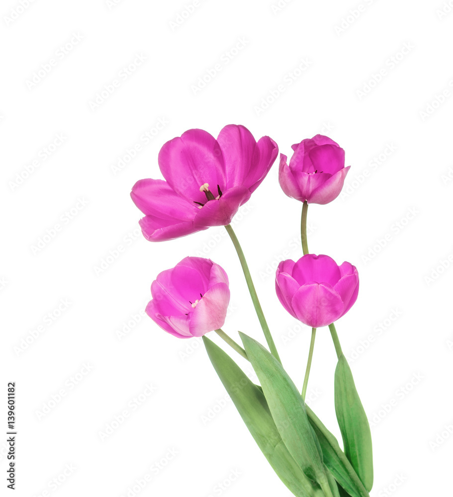 pink tulips isolated on a white background pink tulips isolated on a white background