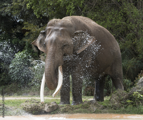 Happy Asian elephant spraying itself with water from its trunk.