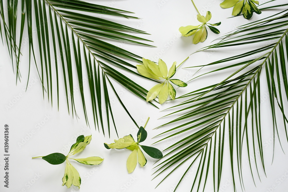 Fototapeta premium green yellow leaf, palm branches on white background. flat lay, top view.abstact