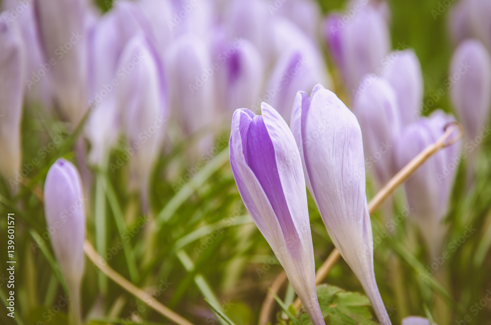 violet crocus flower