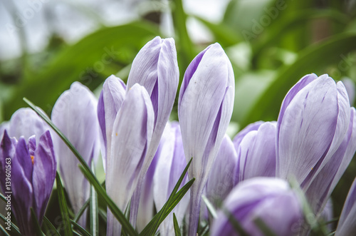 Fototapeta Naklejka Na Ścianę i Meble -  violet crocus flower