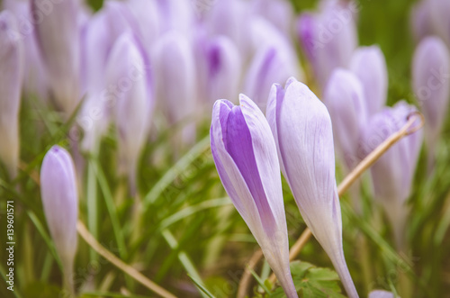 Fototapeta Naklejka Na Ścianę i Meble -  violet crocus flower