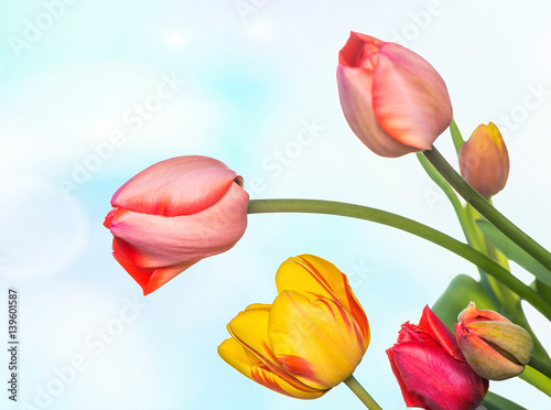 Close up of tulips on defocused background