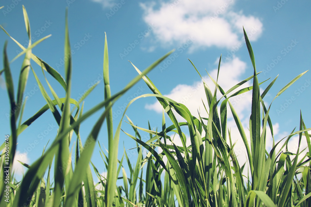 Naklejka premium low angle view of fresh grass against blue sky