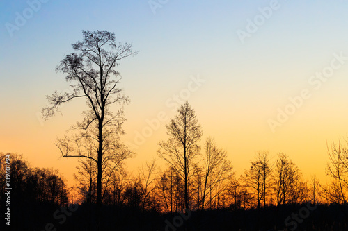 Silhouettes Of Trees Without Leaves On A Background Of Beautiful