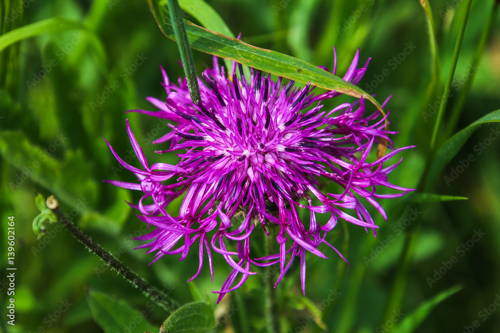 Violette Flockenblume Violette Flockenblume