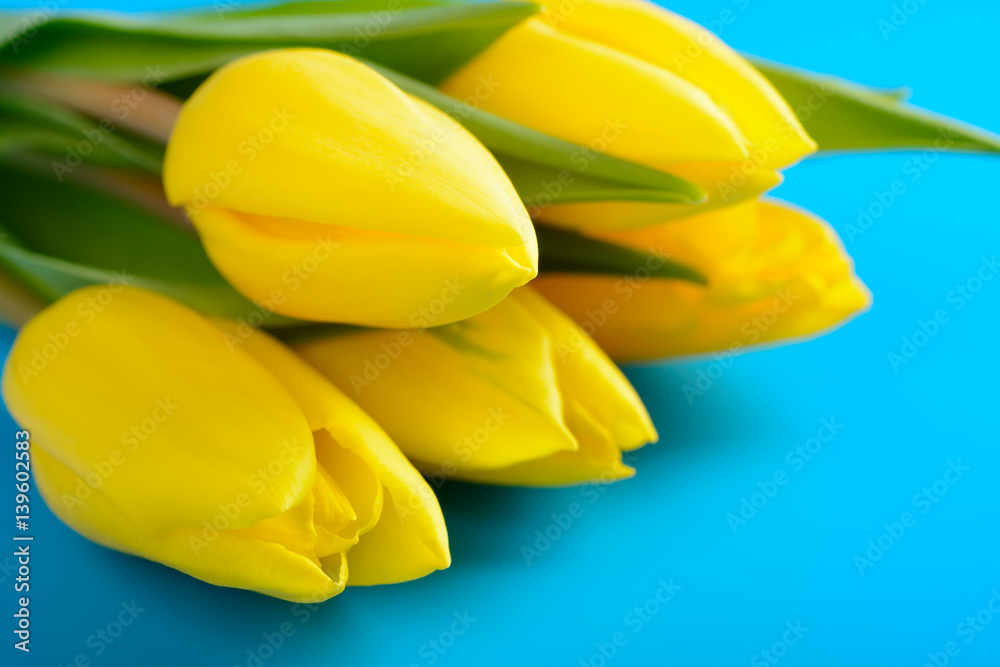 Yellow tulips on a blue background Yellow tulips on a blue background