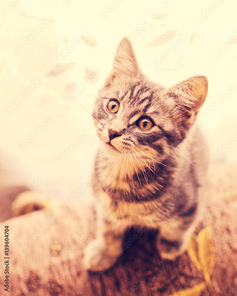 Obraz premium Cute kitten looking at the camera.