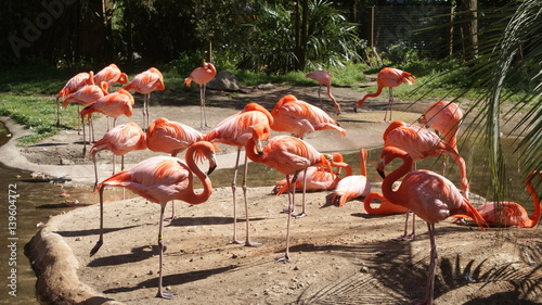 Obraz na płótnie flamingo piękny stado ptak woda