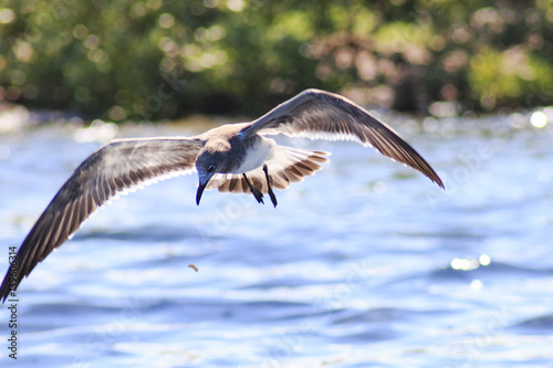 gaviota