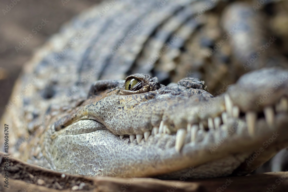 Obraz premium Philippine Crocodile. Crocodylus mindorensis