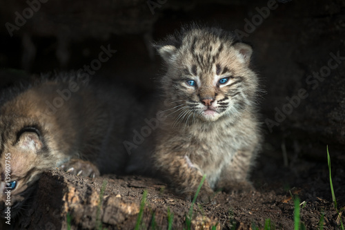 Bobcat Kitten  Lynx rufus  Stares Out from Within Log