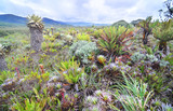 The Puracé National Natural Park with Espeletia plant , commonly known as frailejón in Colombia. 