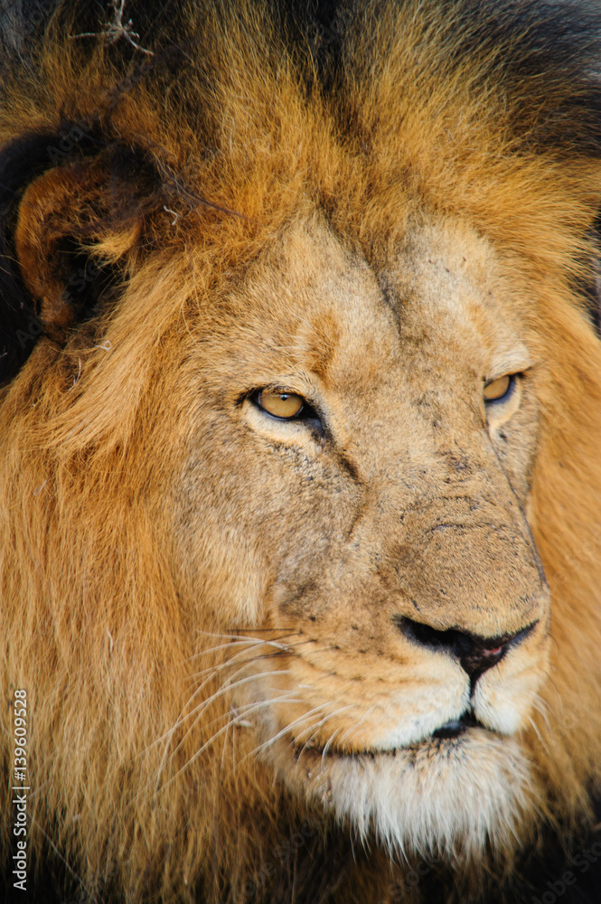 Fototapeta premium South Africa lion closeup