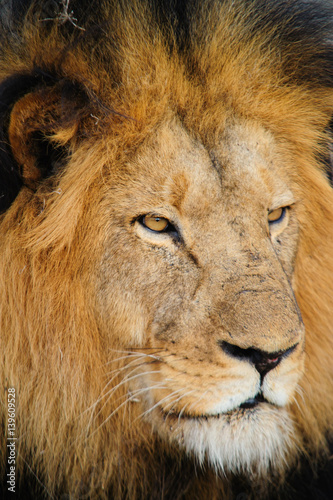 South Africa lion closeup