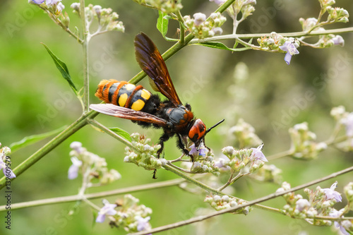 The adult (imago) Scola giant, or Scola spotted (lat. Megascolia maculata = lat. Scolia maculata) is a species of large wasps from the family of skoli.