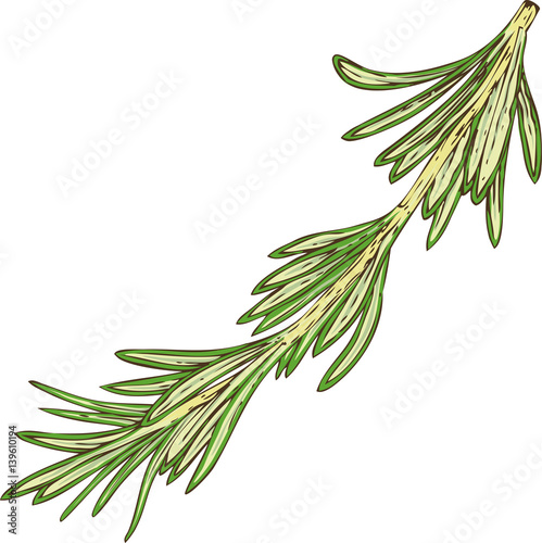 Fresh Green Rosemary