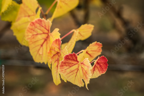 Grape leaves changing colors in fall