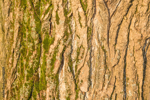 Photos tree bark is covered with moss and lit by sunlight