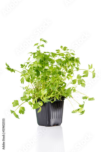 Green lovage in pot isolated on white background