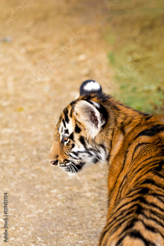 Portrait of a beautiful tiger cub