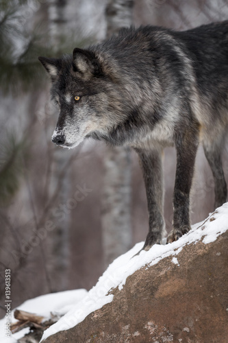 Black Phase Grey Wolf (Canis lupus) Looks Down From Atop Rock