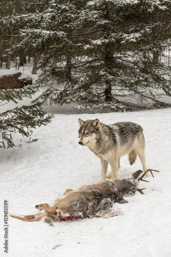 Grey Wolf  Canis lupus  Stands Over Deer Carcass