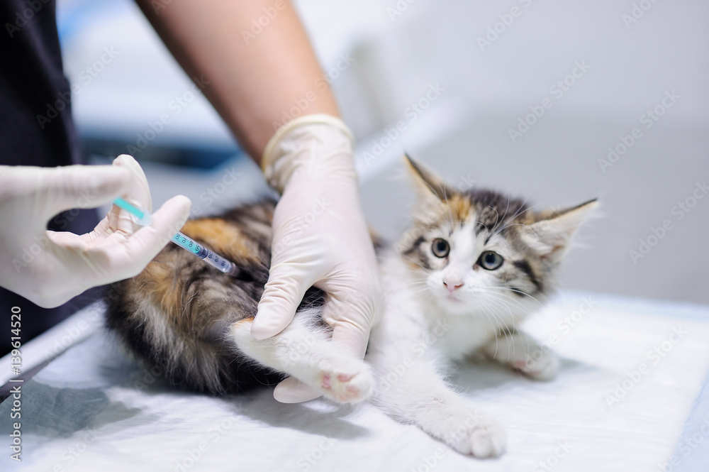 Naklejka premium Veterinary doctor giving injection for kitten. Focus on syringe