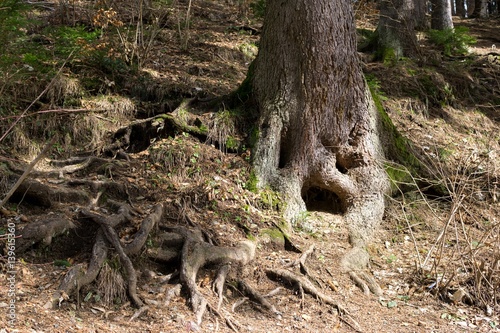 Roots of tree in forest. Slovakia