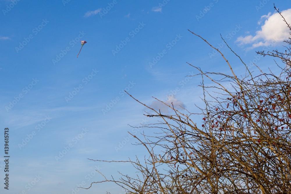 Flying kite behind the rosehip tree. Slovakia Flying kite behind the rosehip tree. Slovakia