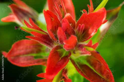 Macro of flower in Olympic National Park