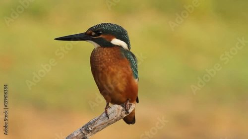 Common kingfisher on a branch. Alcedo atthis