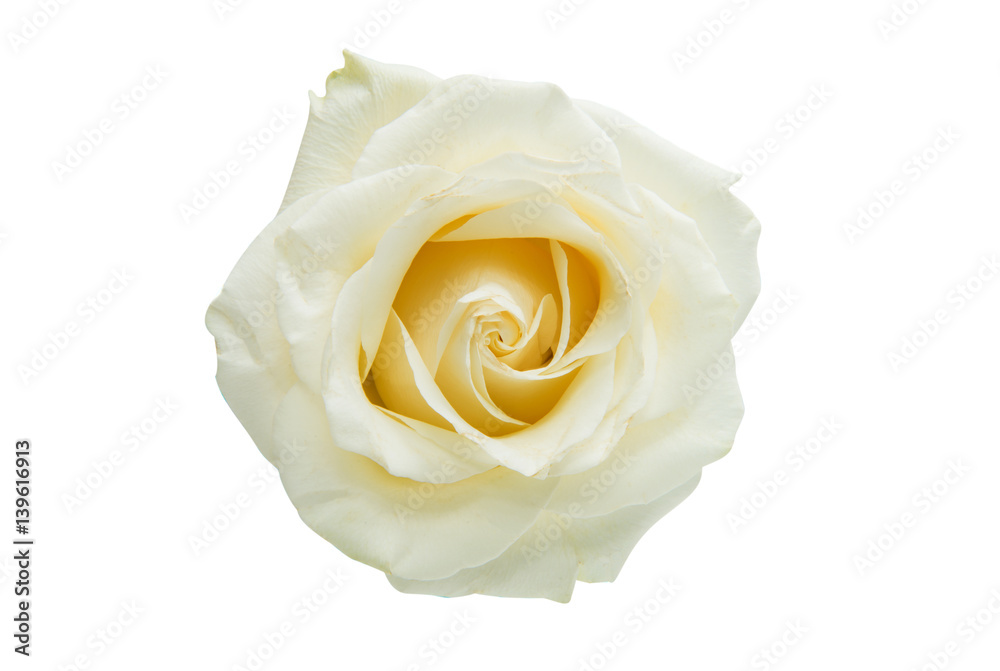 white rose isolated white rose isolated