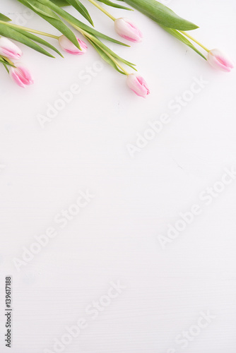 Top view on pink tulips in a row on white table