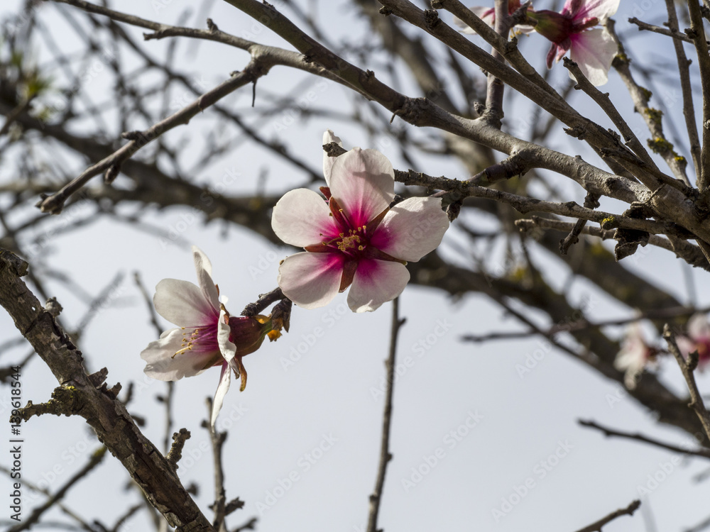 Amond tree blooming with beautiful flowers. Amond tree blooming with beautiful flowers.