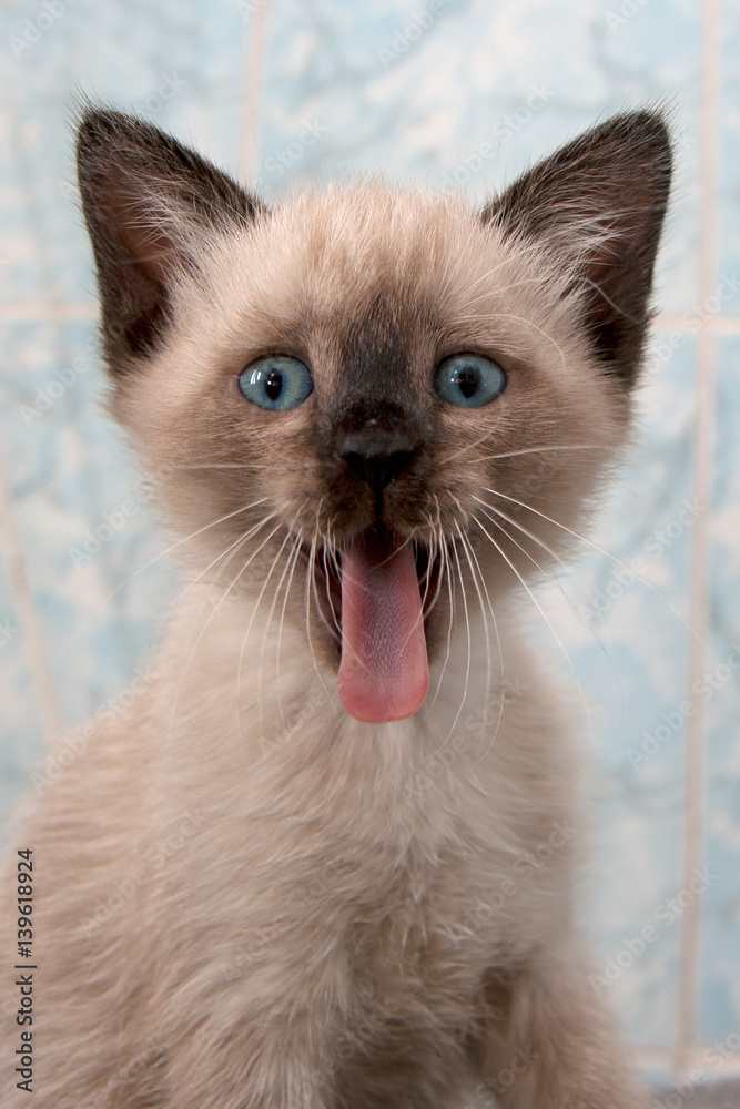 Funny little Siamese kitten shows language
