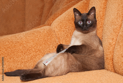 Playful Siamese cat lying on the sofa.