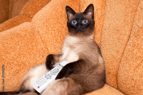 The cat with the remote control in front of the TV, watching an interesting шоу.