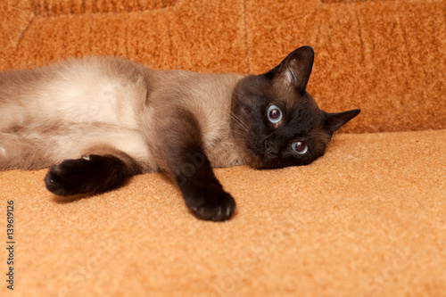 Playful Siamese cat lying on the sofa.