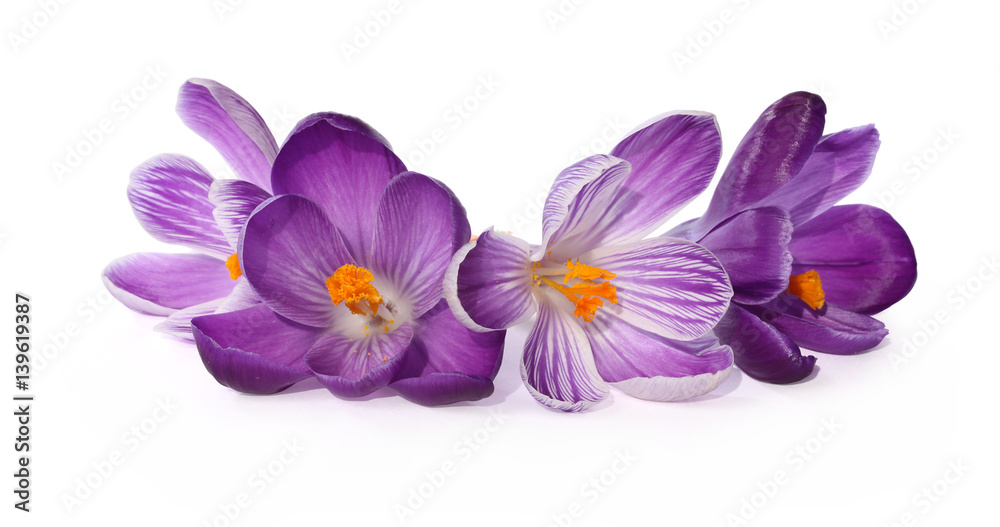 Fleurs de crocus violets Fleurs de crocus violets