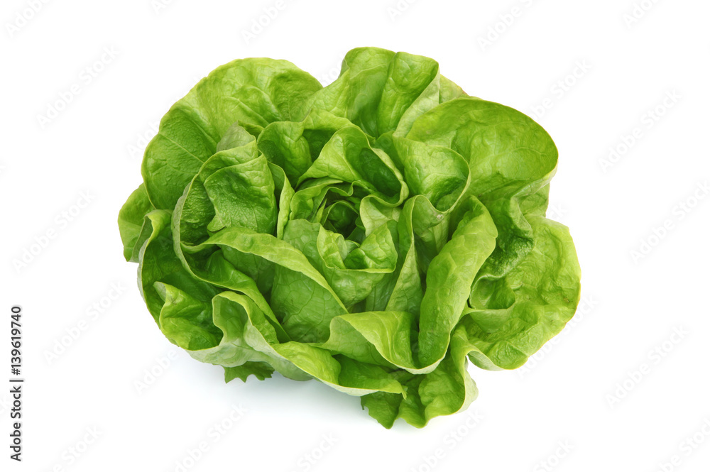 Salade laitue verte Salade laitue verte