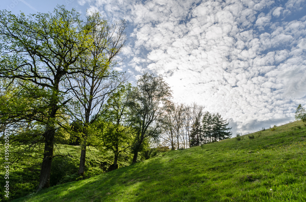 Deciduous trees at a little stream bed in spring, Germany Deciduous trees at a little stream bed in spring, Germany